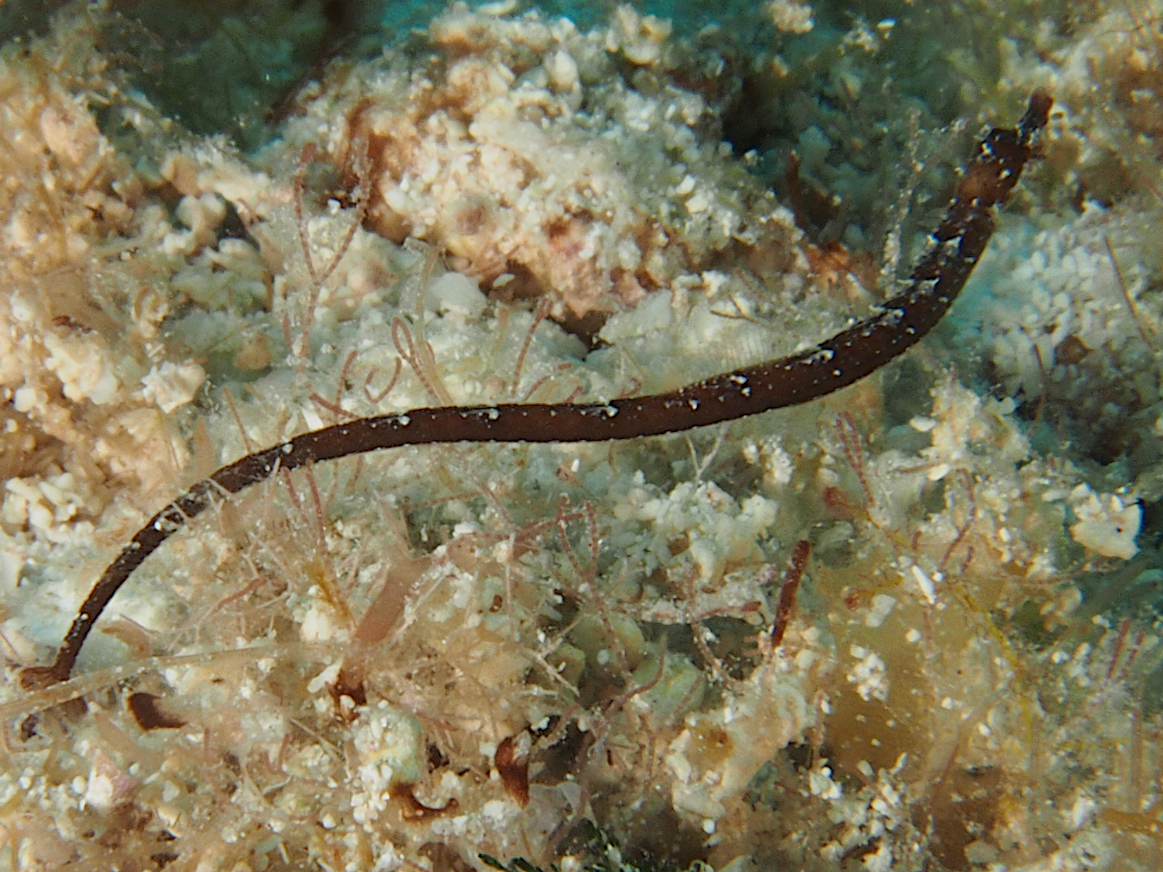 Shortfin Pipefish